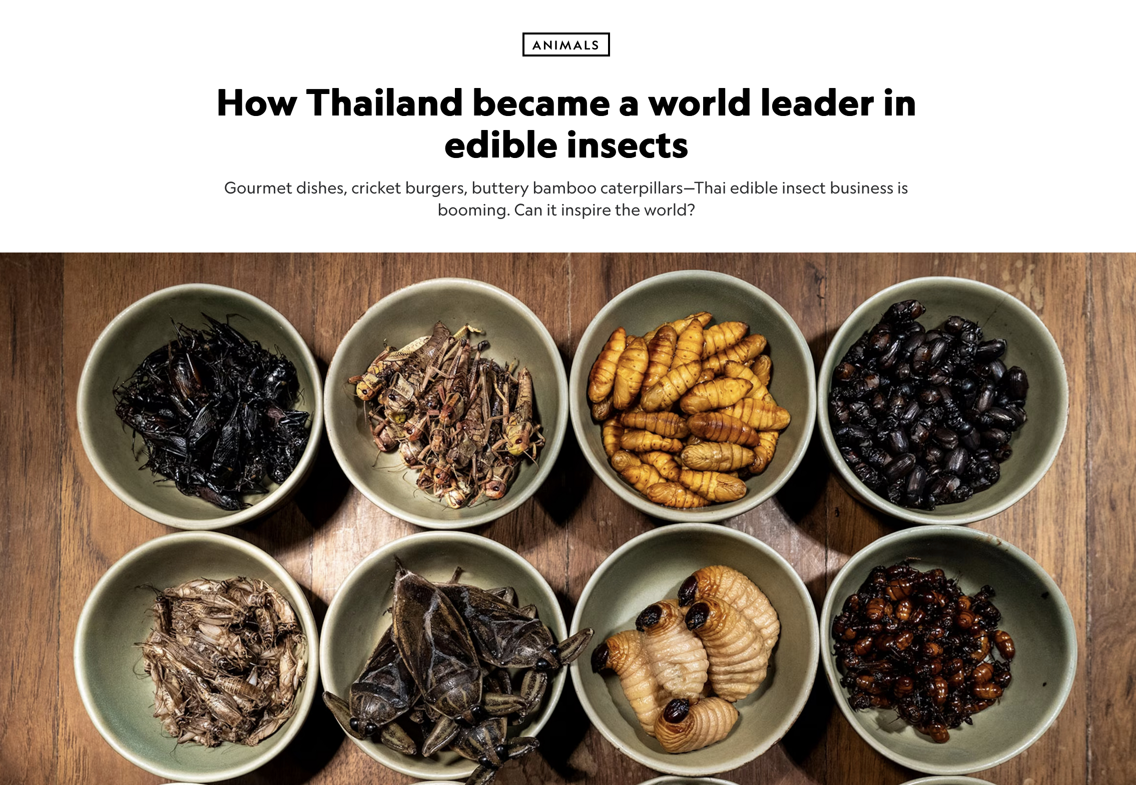 How Thailand became a world leader in edible insects