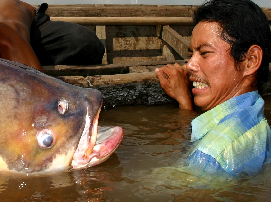 A fisherman in the water beside a giant carp