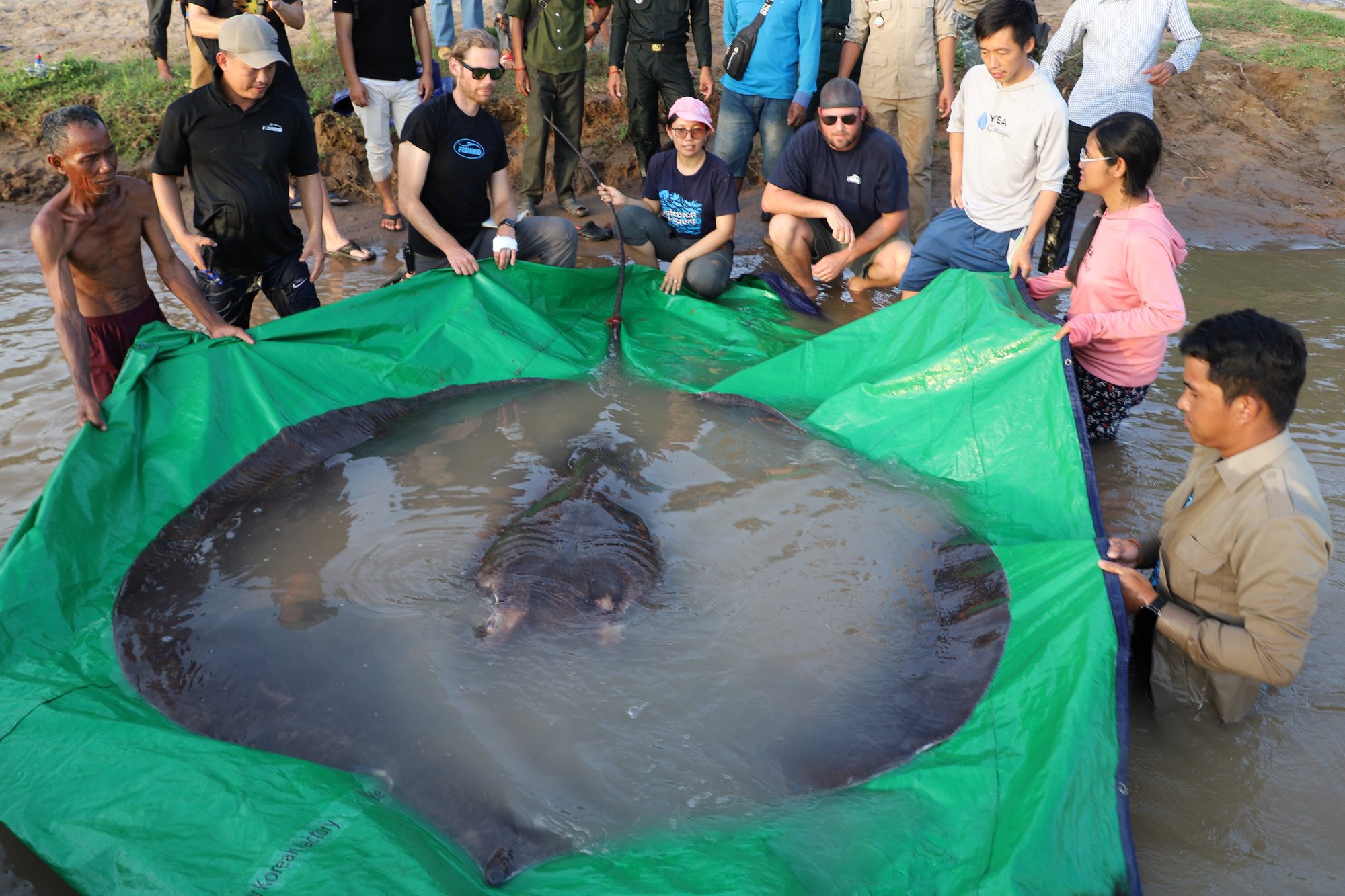 Researchers and villagers surrounding a record-sized giant freshwater stingray on the bank of the Mekong River in Cambodia