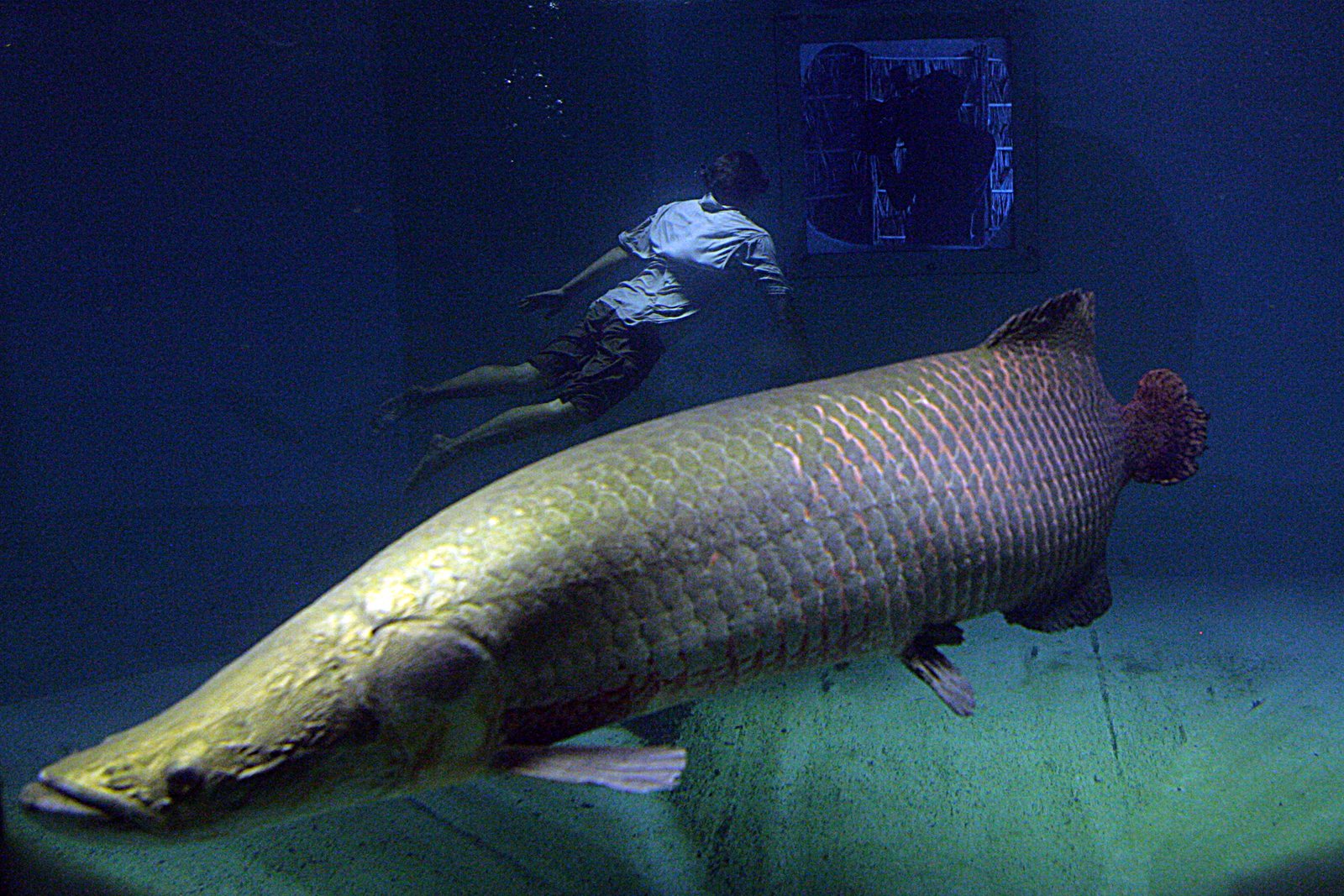 Zeb Hogan swimming alongside a large arapaima