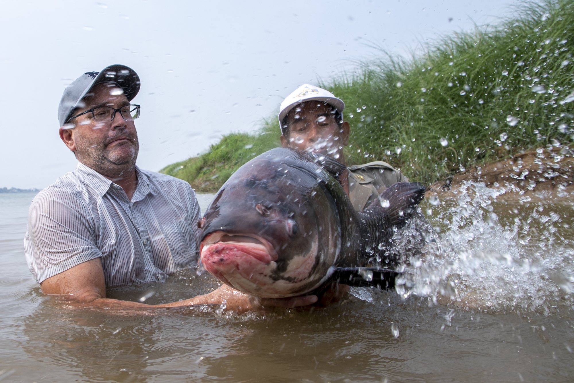 Zeb Hogan releasing a giant barb into the Mekong River in Cambodia